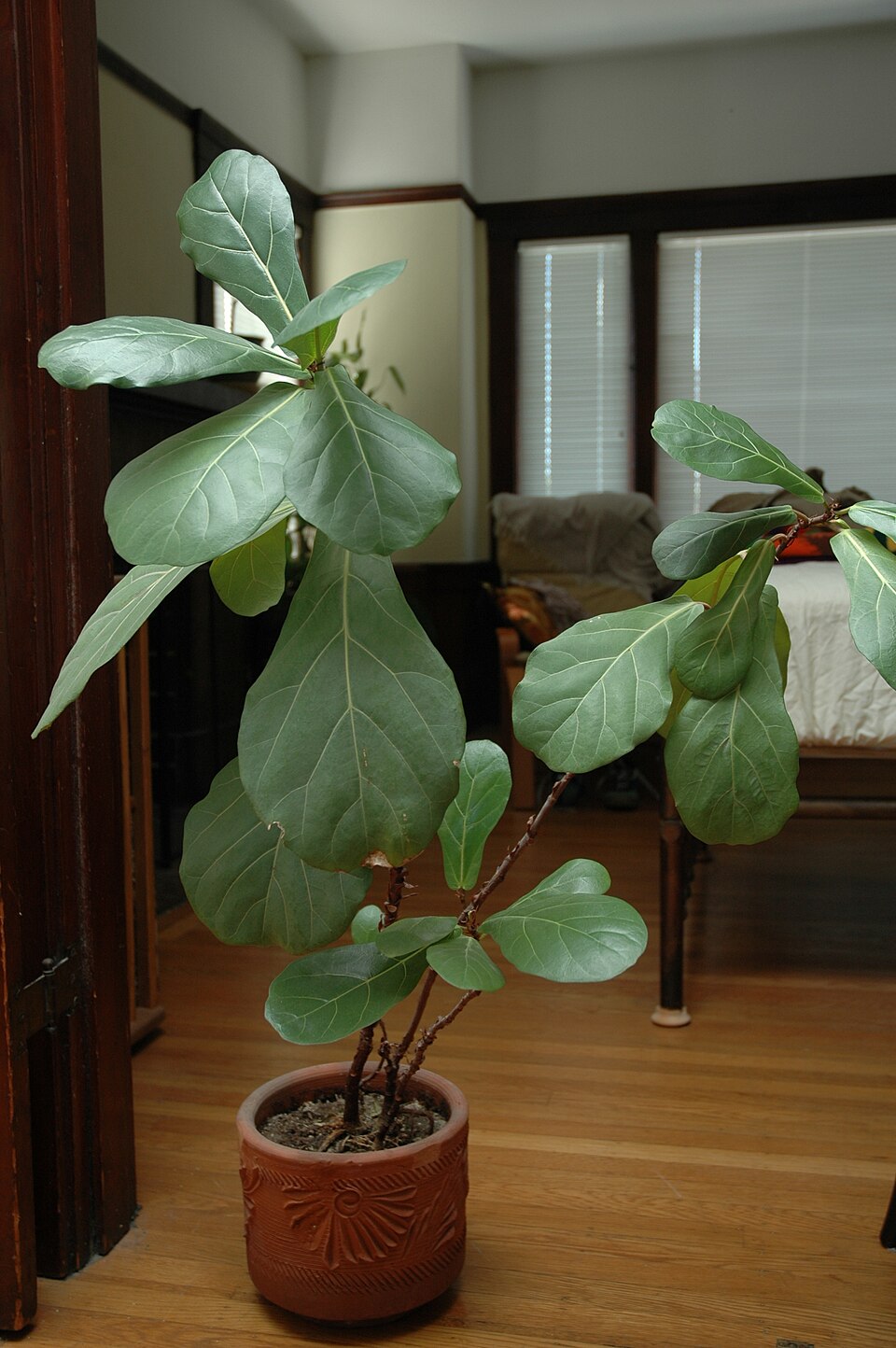 Fiddle Leaf Fig