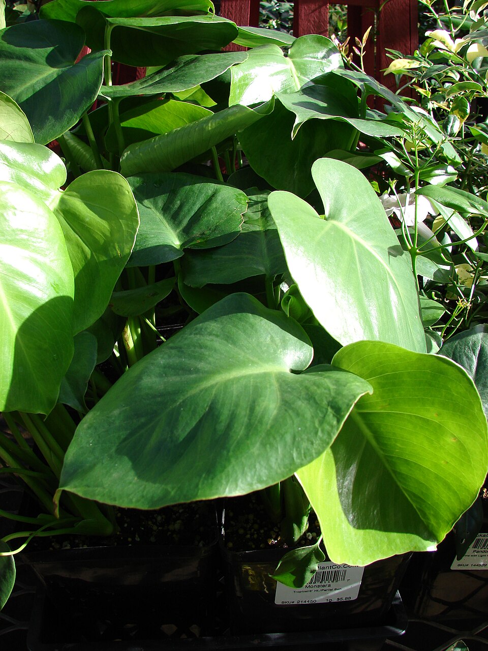 Monstera Deliciosa