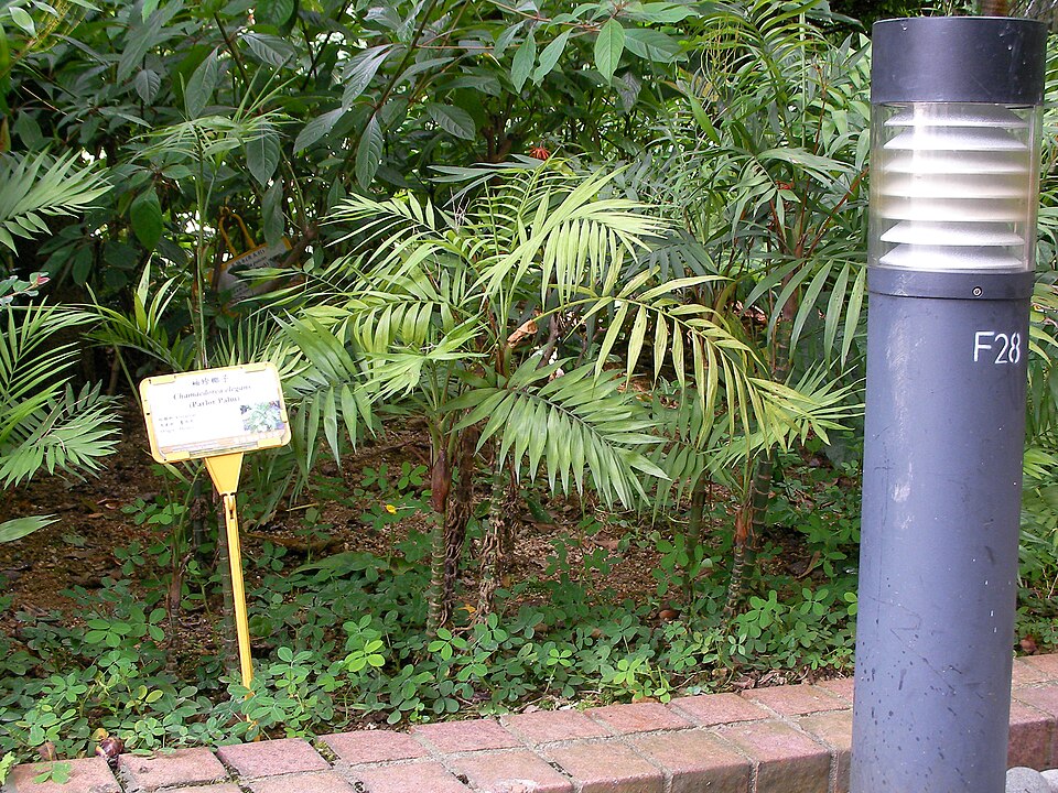 Parlour Palm