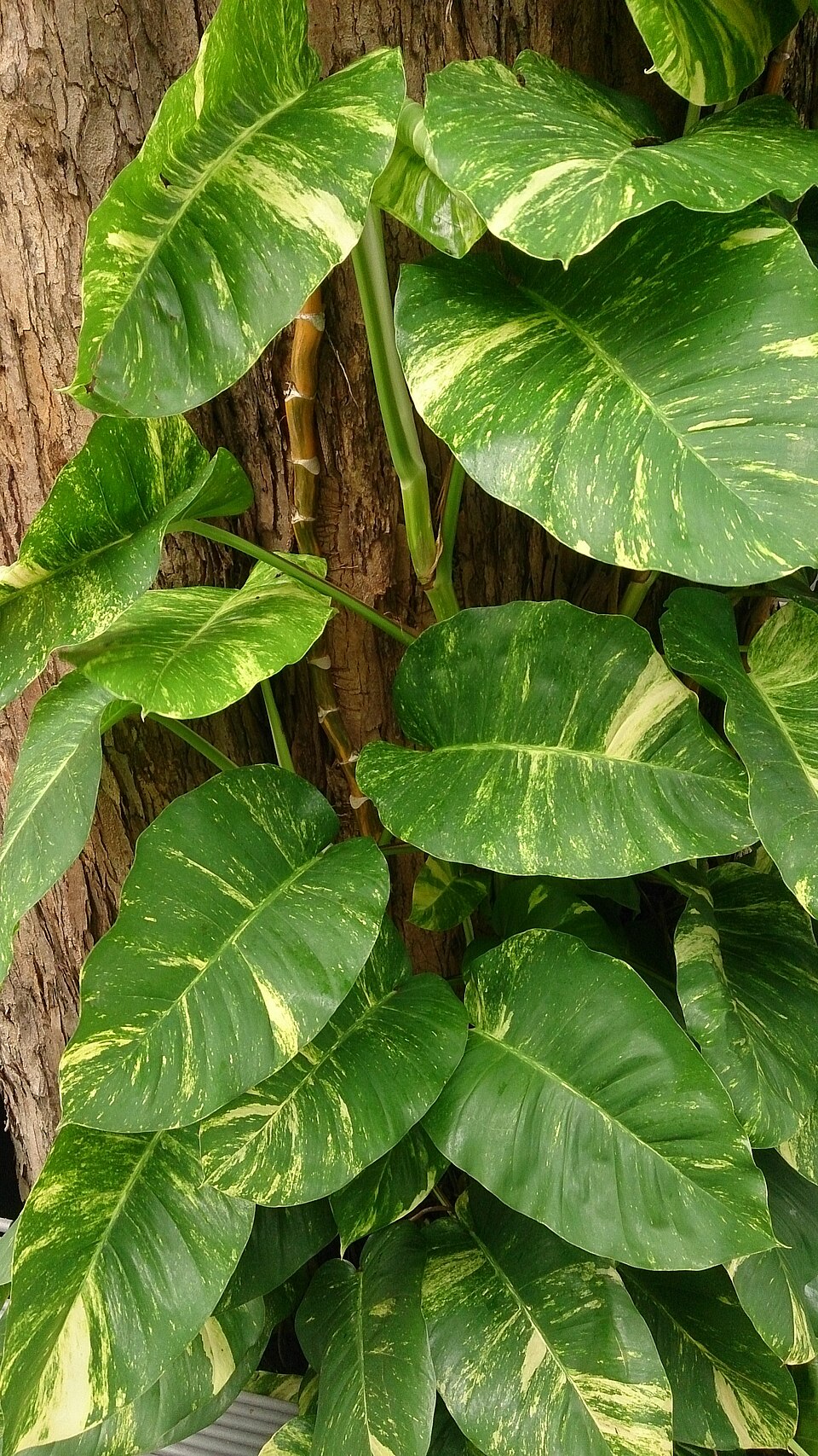 Golden Pothos