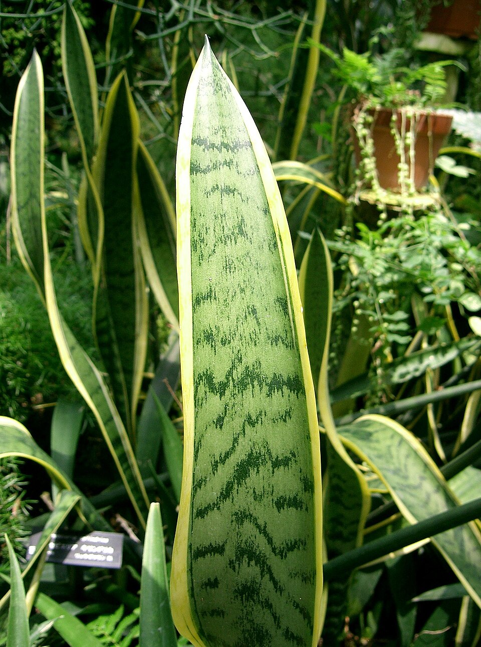 Snake Plant